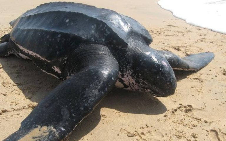 Biodiversidad venezolana: Tortuga marina más grande del mundo regresa a las costas de Carabobo un símbolo de la fauna marina global (+ Detalles)