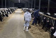 Grecia activó el mecanismo europeo de protección civil por un brote de fiëbre aftosa en isla griega de Lesbos