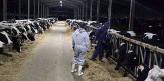 Grecia activó el mecanismo europeo de protección civil por un brote de fiëbre aftosa en isla griega de Lesbos