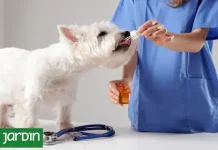 Plantas medicinales irrumpen en veterinaria como terapia complementaria para mejorar la salud y bienestar de mascotas en tratamientos modernos