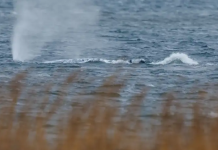 La ballena Timmy logra liberarse tras pasar varias semanas encallada en la isla de Poel