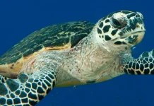Pescadores y científicos en México unen esfuerzos para proteger y monitorear a la tortuga carey en peligro crítico de extinción