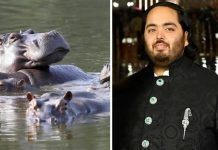 Para evitar su eutânasïa: Magnate indio ofreció llevarse 80 hipopótamos de Pablo Escobar que iban a hacer sâcrificadøs, serán llevados a su reserva natural en la India