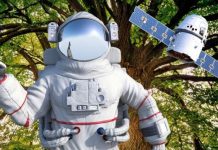 Árbol en Texas crece a partir de semilla que viajó en misión lunar Artemis y sorprende a biólogos (+ Detalles)