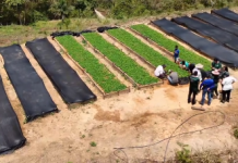 El «Proyecto Millón de Plantas» fortalece su alcance con la integración de 88 mil ejemplares de café (+ Detalles)