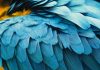 Las plumas de las aves podrían estar evolucionando para disipar calor hacia el espacio debido al cambio climático