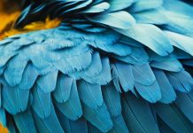 Las plumas de las aves podrían estar evolucionando para disipar calor hacia el espacio debido al cambio climático