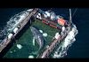 Timmy, la ballena varada en la costa báltica alemana vuelve por fin al mar del Norte: el animal acabará encontrando el camino de vuelta al océano Atlántico (+ Detalles)