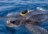 Científicos logran rastrear por satélite a la tortuga más grande del mundo y abren esperanza para su conservación
