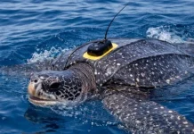 Científicos logran rastrear por satélite a la tortuga más grande del mundo y abren esperanza para su conservación