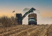 Portuguesa supera meta en zafra azucarera con más de tres millones de toneladas procesadas y crecimiento sostenido del sector