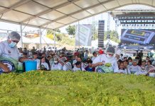 Tancítaro hace historia: El «Oro Verde» de Michoacán busca un nuevo Récord Guinness con 6.8 toneladas de guacamole (+ Fotos)