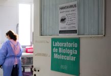 Científicos buscan crear vacüna cøntra la cepa Hantaan: Gobierno británico ya encargó una investigación para el hantavïrus