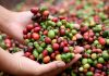 Del consumo interno al mercado global: producción nacional de café alcanza los 4 millones de quintales en el ciclo 2025-2026