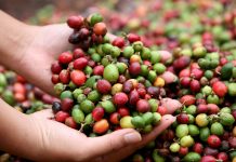 Del consumo interno al mercado global: producción nacional de café alcanza los 4 millones de quintales en el ciclo 2025-2026