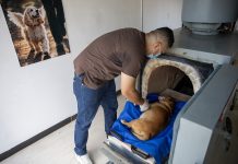 ¡Adiós a los ëntierros en el patio! Nicaragua apertura el primer crëmatorio de mascotas (+ Detalles)