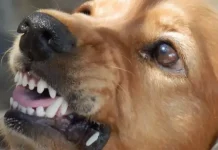 La ciencia del comportamiento aclara qué hay detrás de la agresividâd en perros y desmonta mitos sobre su interpretación