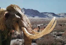 Empresa de biotecnología logra avance histórico al incubar pollos en huevos artificiales y reaviva el debate sobre la “desextinción” del mamut