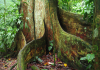 El Parque Nacional Henri Pittier resguarda al «Niño», la especie de árbol más grande de Venezuela que alcanza los 60 metros (+ Video)