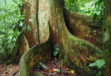 El Parque Nacional Henri Pittier resguarda al «Niño», la especie de árbol más grande de Venezuela que alcanza los 60 metros (+ Video)