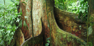 El Parque Nacional Henri Pittier resguarda al «Niño», la especie de árbol más grande de Venezuela que alcanza los 60 metros (+ Video)