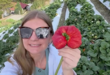 ¡Es la fresa más grande que he visto y comido! Cultivo de la Colonia Tovar cuenta con los mejores ejemplares (+ Video)