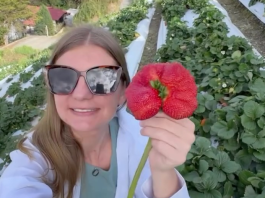 ¡Es la fresa más grande que he visto y comido! Cultivo de la Colonia Tovar cuenta con los mejores ejemplares (+ Video)