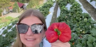 ¡Es la fresa más grande que he visto y comido! Cultivo de la Colonia Tovar cuenta con los mejores ejemplares (+ Video)