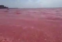 Millones de crustáceos müertos cubren las playas de las costas de Oman y asombran al mundo (+ Vídeo)
