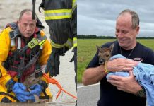 Héroe sin capa: bombero se lanzó a un río desbordado en Indiana para salvar a un indefenso cervatillo de mÖrir ahög@do (+ Video)