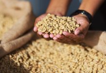 Portuguesa y Lara concentran el 84% de la producción nacional en ofensiva cafetalera comunal