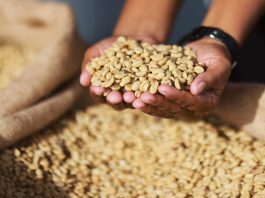 Portuguesa y Lara concentran el 84% de la producción nacional en ofensiva cafetalera comunal
