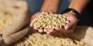 Portuguesa y Lara concentran el 84% de la producción nacional en ofensiva cafetalera comunal