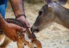 Nace una imponente cría de venado cola blanca en el Zoológico Las Delicias (+ Detalles)