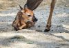 Nace una imponente cría de venado cola blanca en el Zoológico Las Delicias (+ Detalles)
