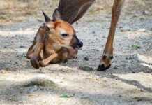 Nace una imponente cría de venado cola blanca en el Zoológico Las Delicias (+ Detalles)