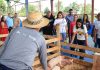 Rumbo al corazón productivo: Delcy Rodríguez activa la segunda fase de la Gran Peregrinación Nacional en Bolívar (+ Detalles)