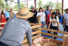 Rumbo al corazón productivo: Delcy Rodríguez activa la segunda fase de la Gran Peregrinación Nacional en Bolívar (+ Detalles)