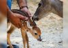 Nace una cría de venado cola blanca en el Zoológico Las Delicias de Maracay y fortalece programas de conservación en Aragua