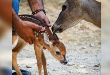 Nace una cría de venado cola blanca en el Zoológico Las Delicias de Maracay y fortalece programas de conservación en Aragua