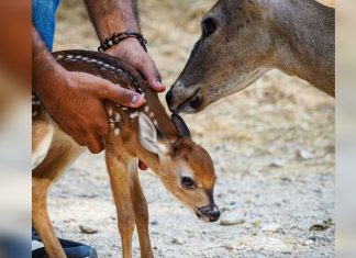 Nace una cría de venado cola blanca en el Zoológico Las Delicias de Maracay y fortalece programas de conservación en Aragua