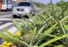 Jardines ubicados en las avenidas de La Guaira ya producen sus primeros frutos de piñas