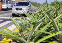 Jardines ubicados en las avenidas de La Guaira ya producen sus primeros frutos de piñas