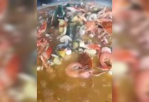 ¿El Caribe en la Cueva del Oso? Así luce la fosforera gocha más viral de San Cristobal que revive hasta «al más muertö» (+ Video)