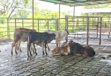 Salud para Guanarito: Inicia jornada vacünación cøntra la fiêbre aftøsa en Portuguesa (+ Detalles)