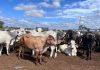 Crecimiento récord del rebaño inmunizado en Ciudad Orinoco: Proyectan vacunar a más de 6 mil animales (+ Detalles)