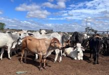 Crecimiento récord del rebaño inmunizado en Ciudad Orinoco: Proyectan vacunar a más de 6 mil animales (+ Detalles)