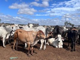 Crecimiento récord del rebaño inmunizado en Ciudad Orinoco: Proyectan vacunar a más de 6 mil animales (+ Detalles)