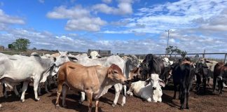 Crecimiento récord del rebaño inmunizado en Ciudad Orinoco: Proyectan vacunar a más de 6 mil animales (+ Detalles)