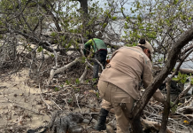 Río Neverí se embellece: Comunidad se organiza para preservar los manglares y limpiar la zona de desêchos (+ Detalles)